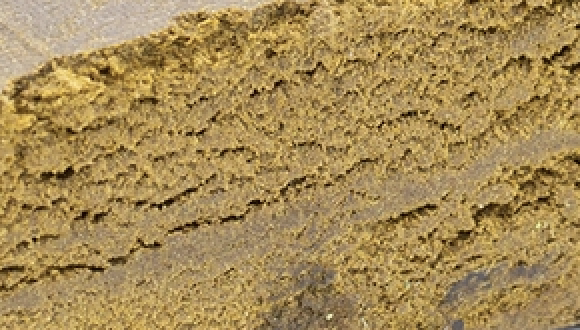 Camel Lebanese Hash