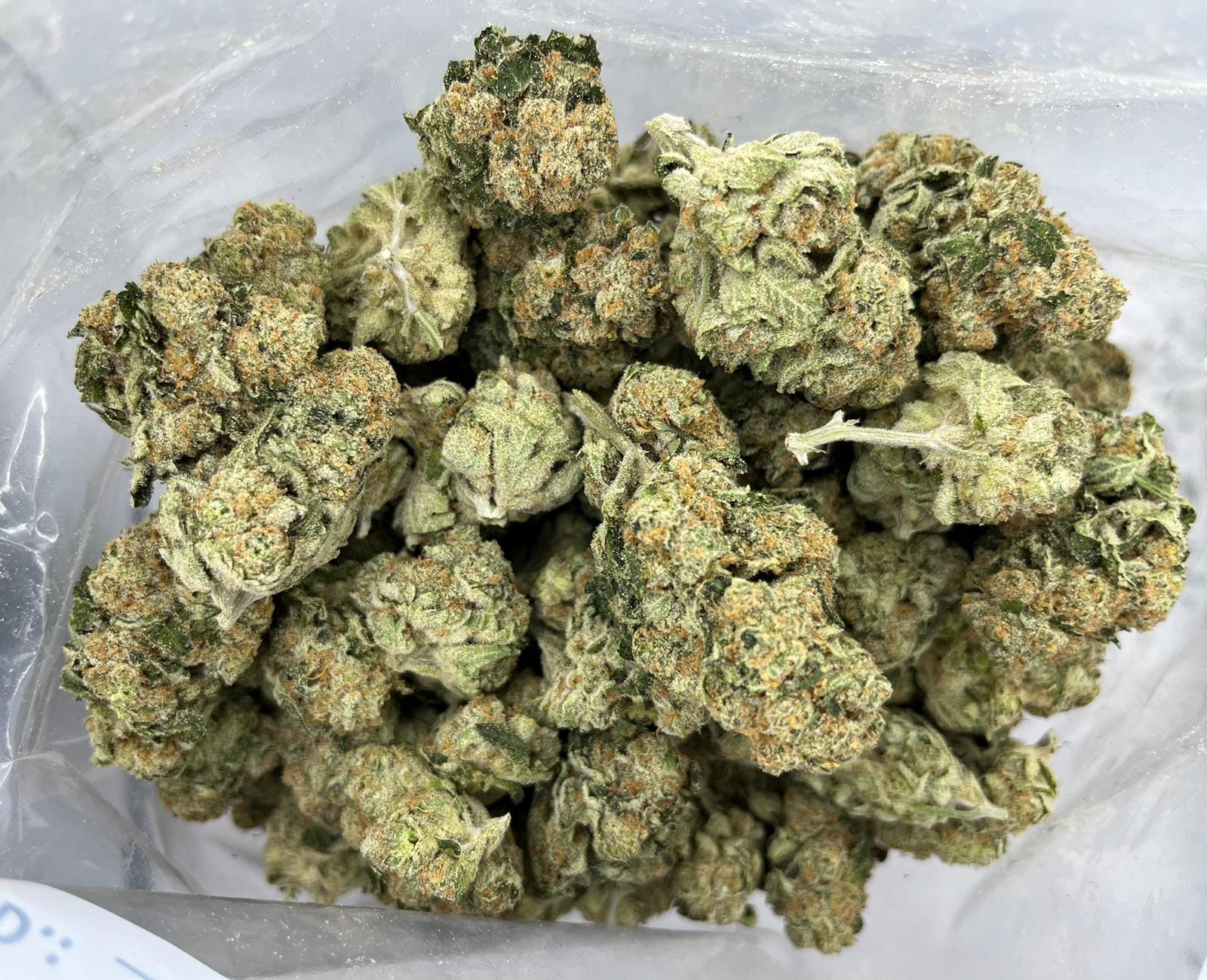 Great White Shark