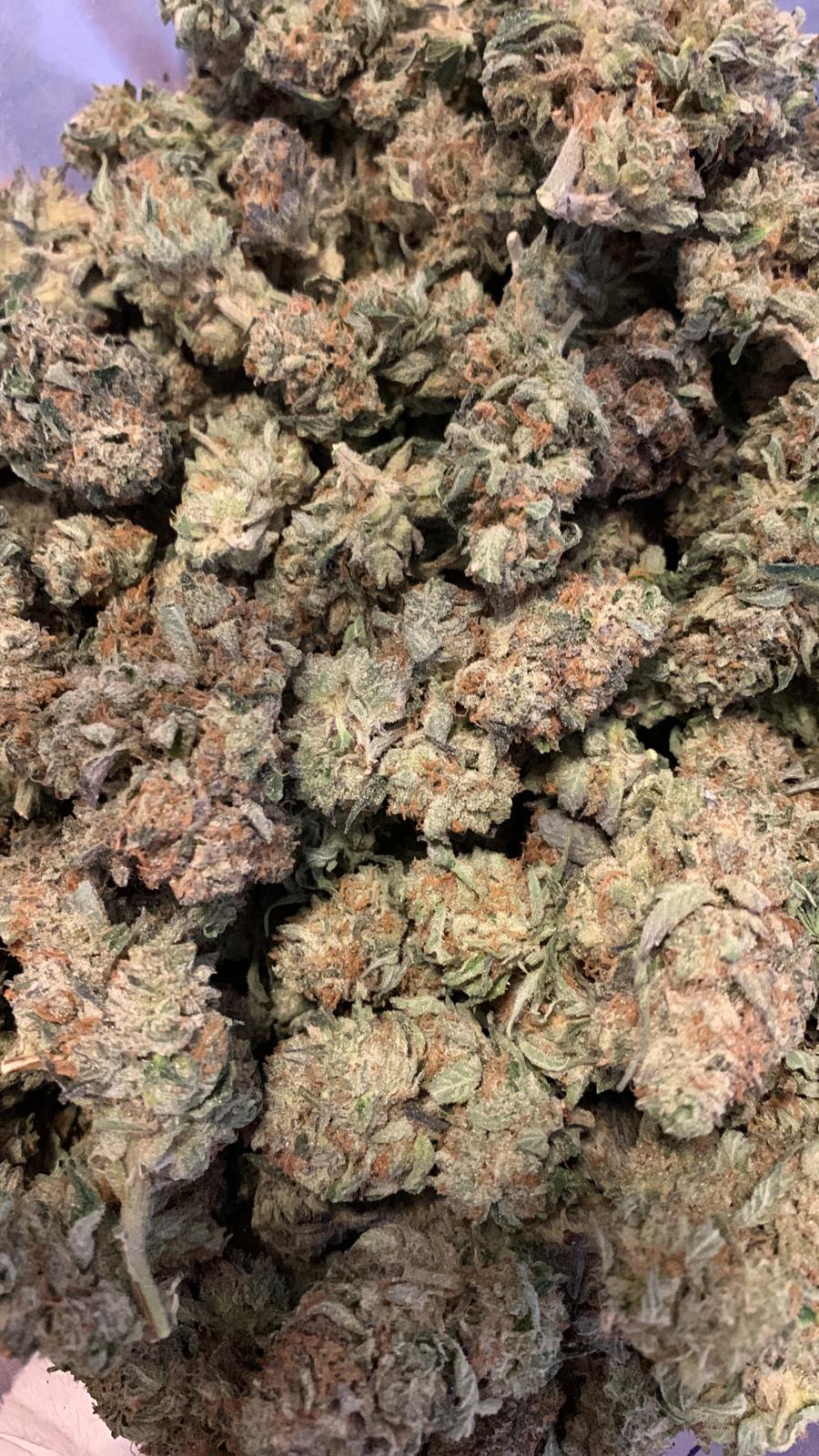 Master Skunk