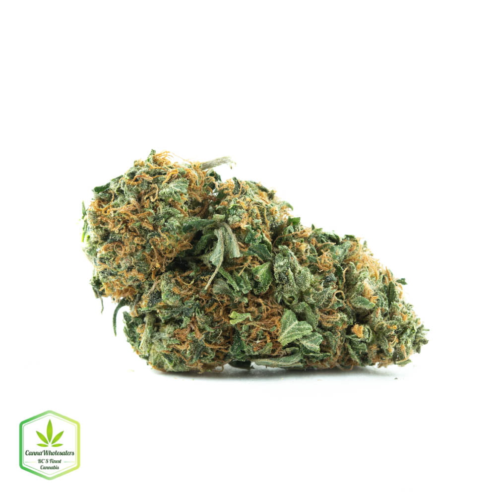 White Rhino
