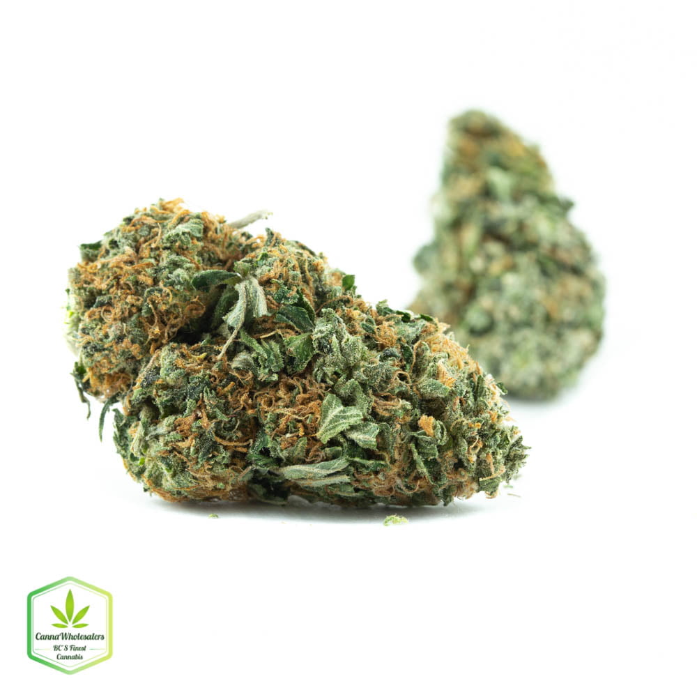 White Rhino