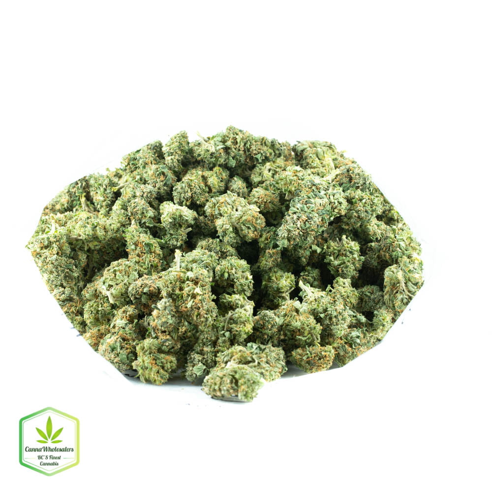 White Rhino