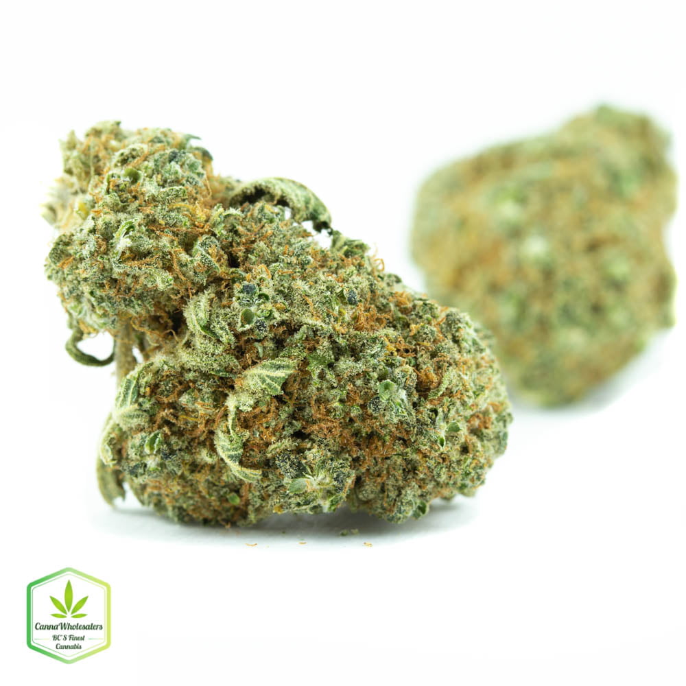 White Russian