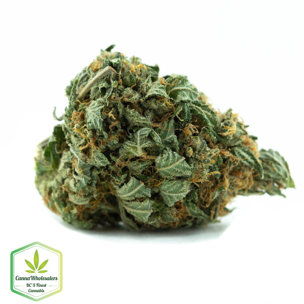 Hindu Skunk