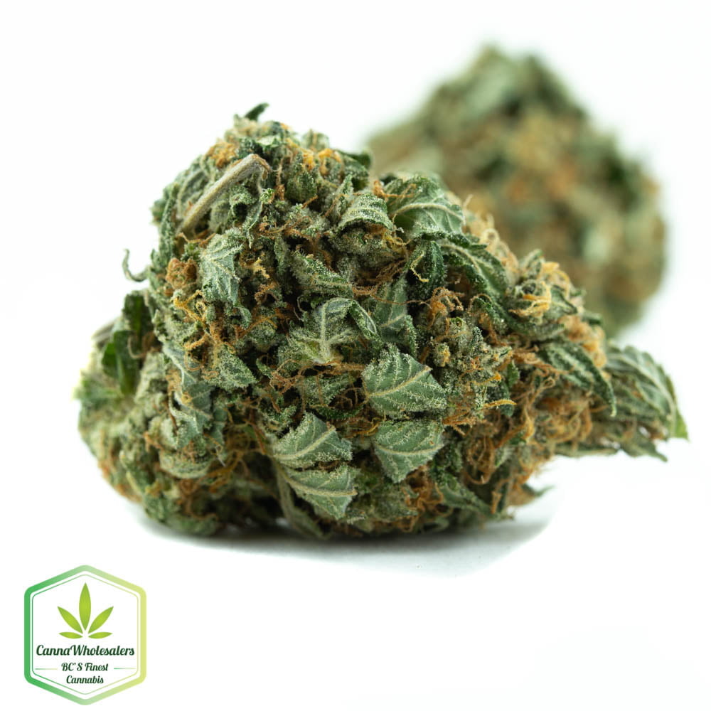 Hindu Skunk