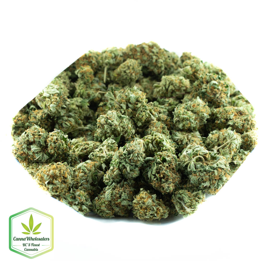 Hindu Skunk
