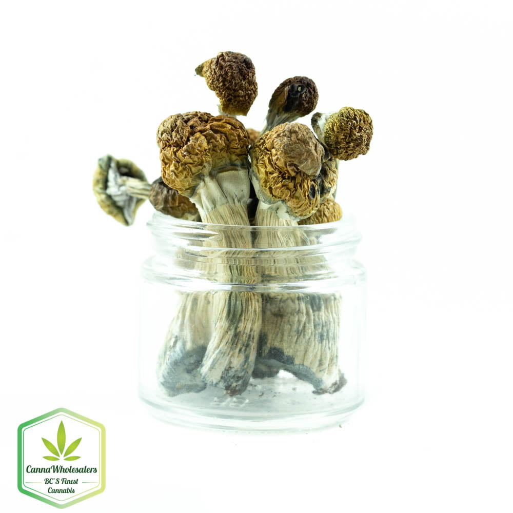 Golden Teachers