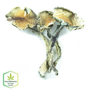 blue meanies online dispensary