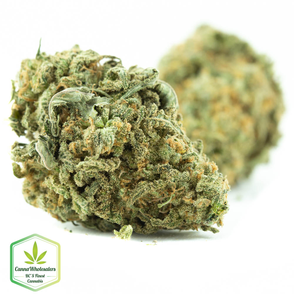 Columbian Gold