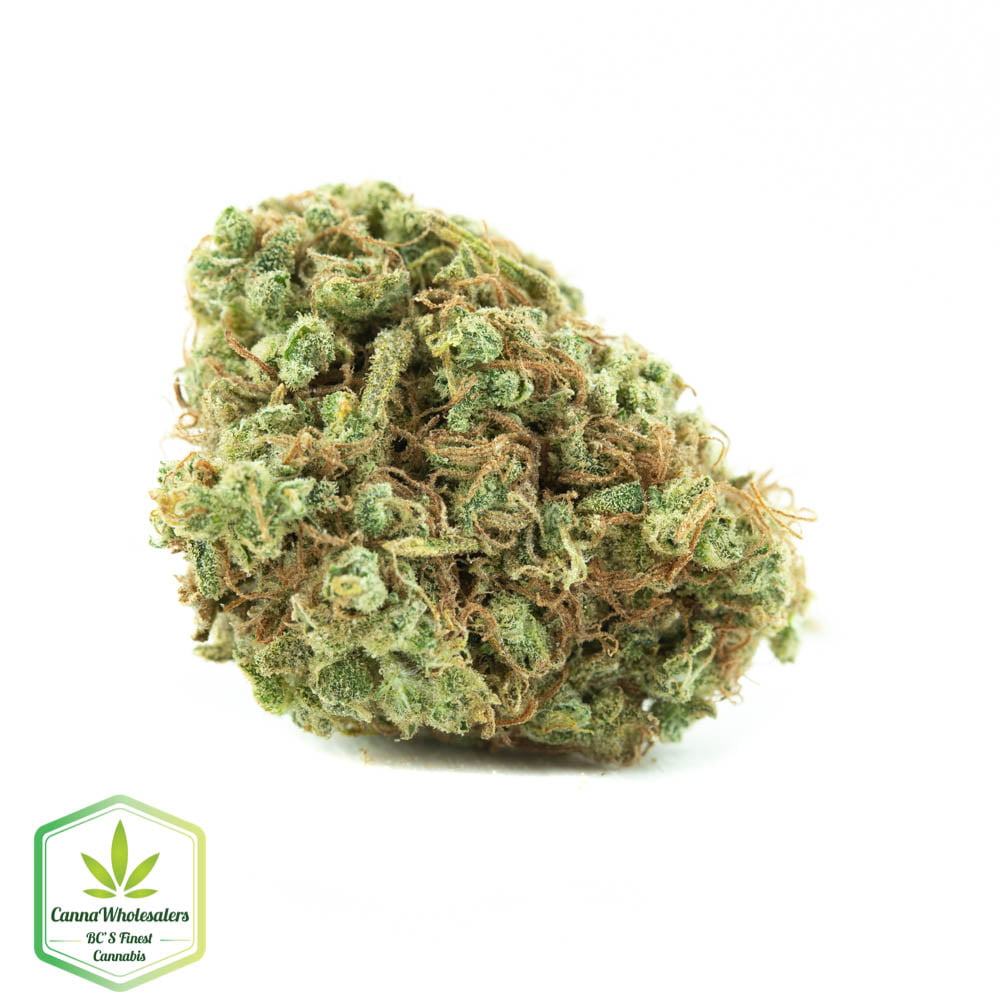 Orange Afghani