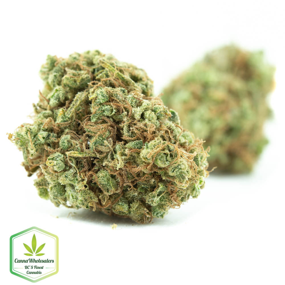 Orange Afghani