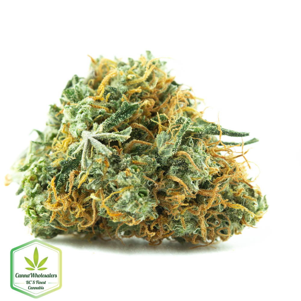 Lemon Sativa