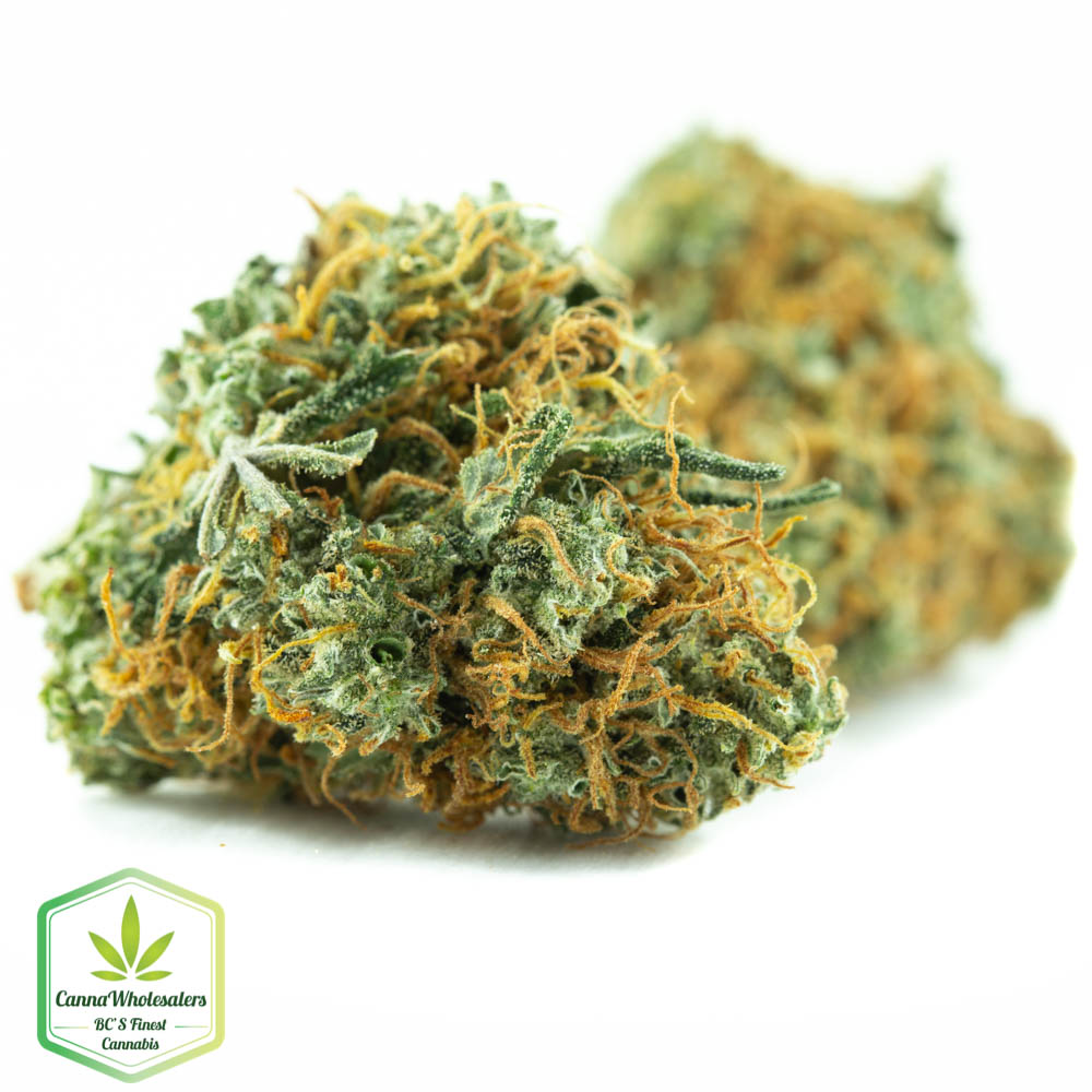 Lemon Sativa