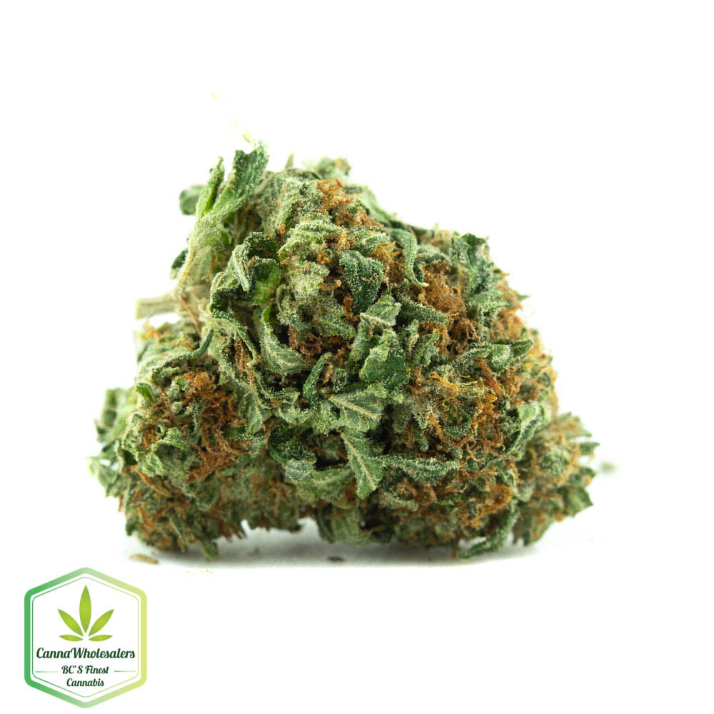 Purple Hindu Kush