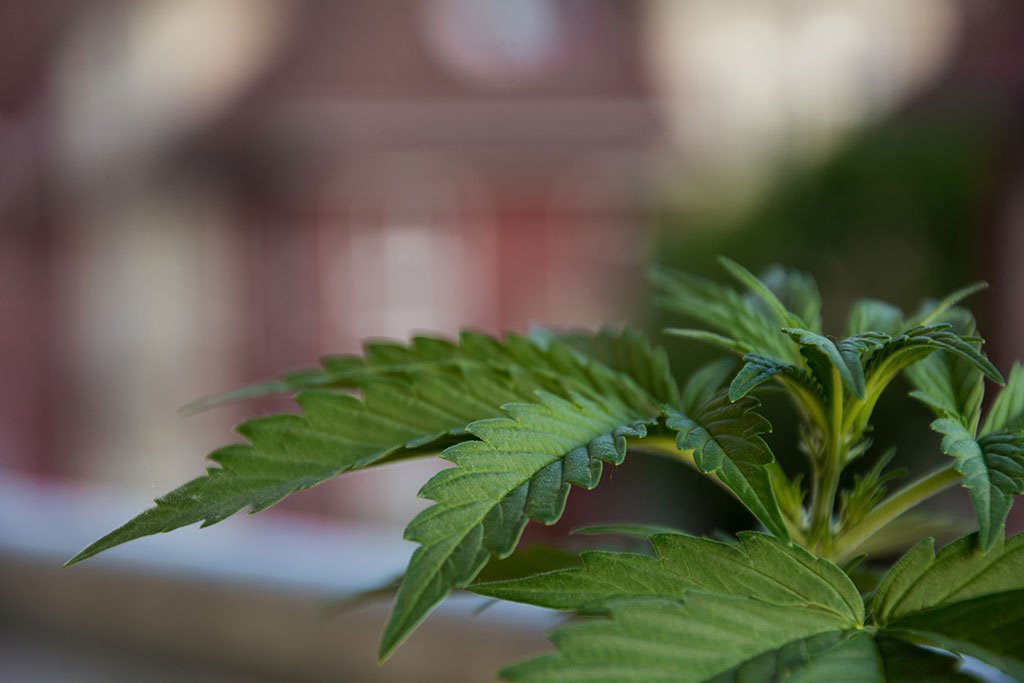 Things One Should Know About Weed Or Cannabis