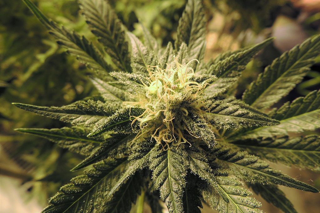 Buy Indica Flowers Online in Canada