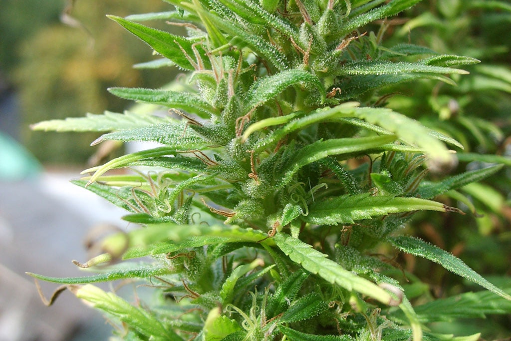 Can You Get A Good Quality Cheap Weed Online