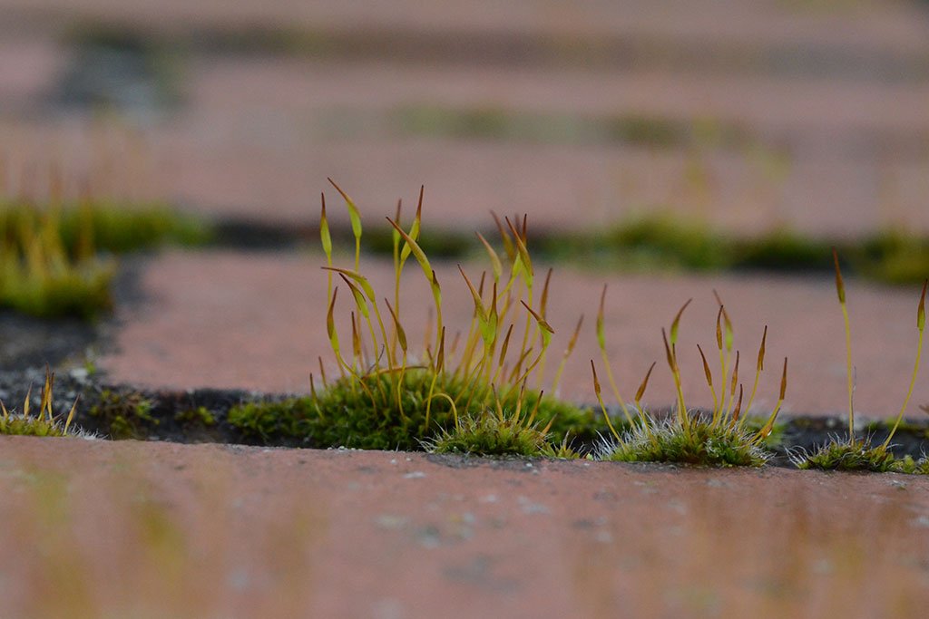 How to get Cheap Weed from Online Stores?