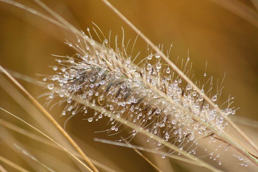 The Prospects and suitability to Order Weed Online Canada