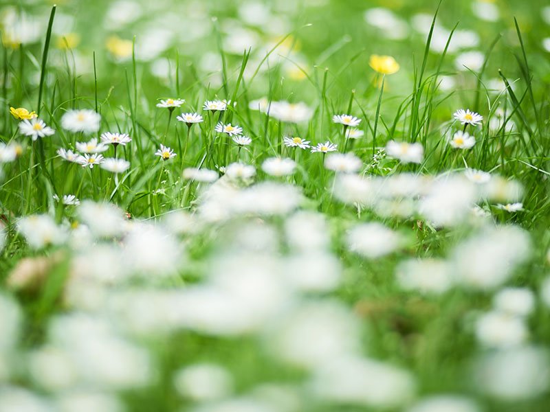 Buying Weed Dominates the Online Market