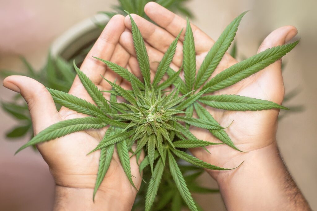 Debunking 5 Common Myths About Cannabis
