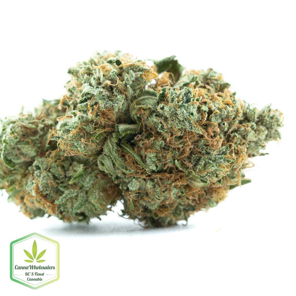 Jack Haze