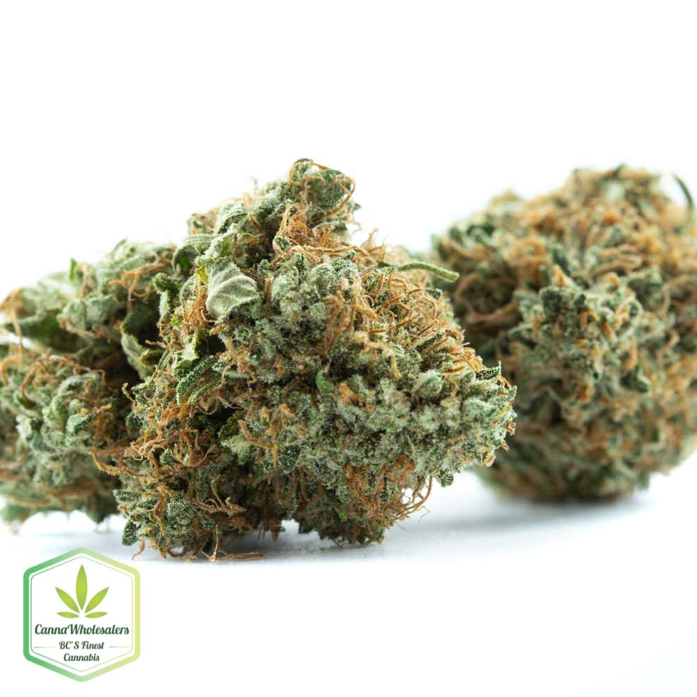 Jack Haze