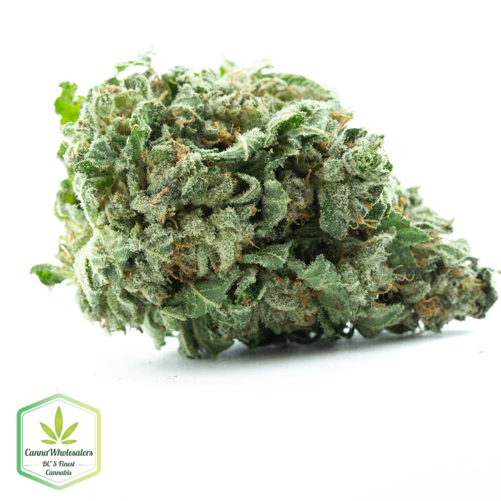 Medibud