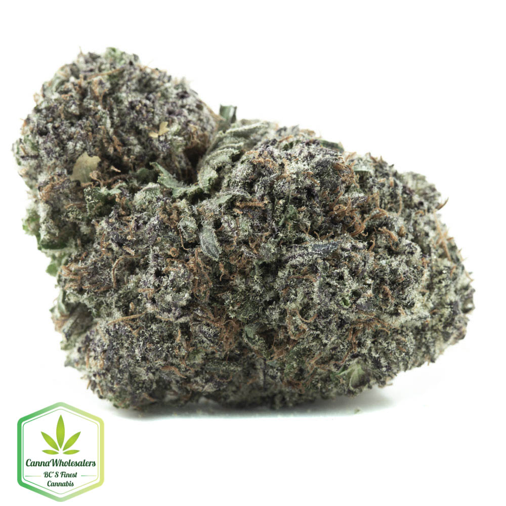 Animal Cookies