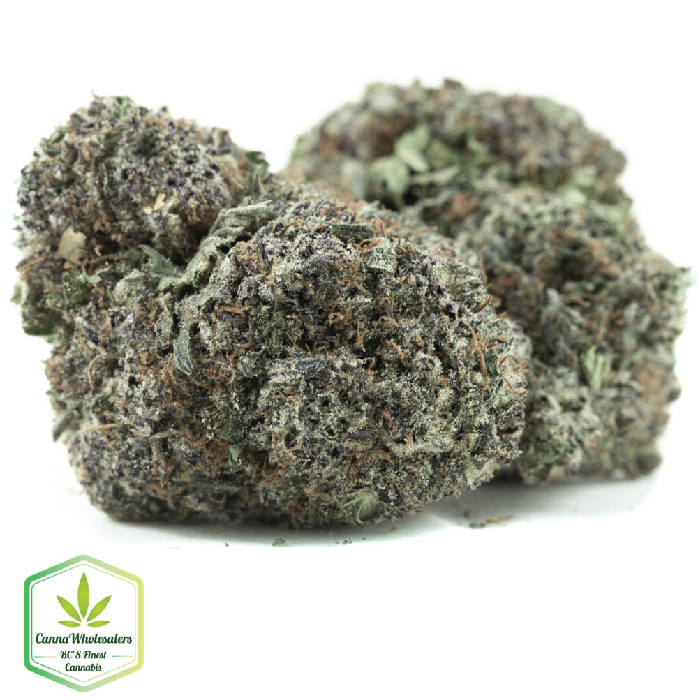 Animal Cookies