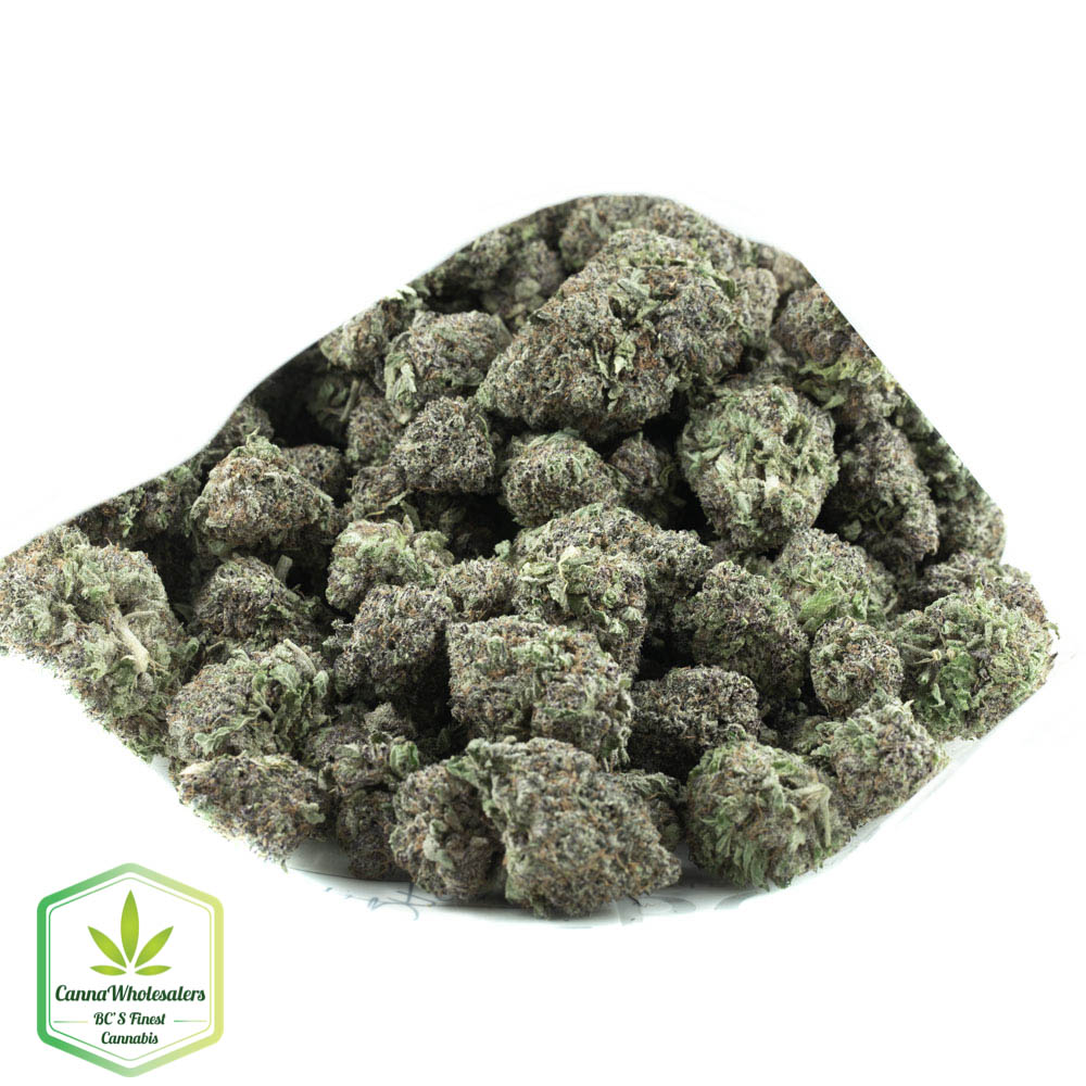 Animal Cookies