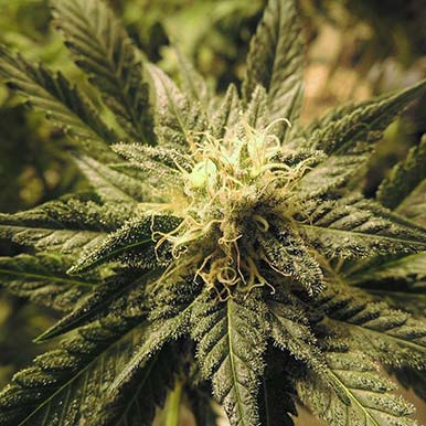 Buying weed online reviews for them stoners