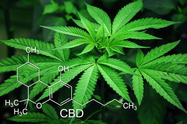 Here Are Several Important Cannabinoids in Cannabis