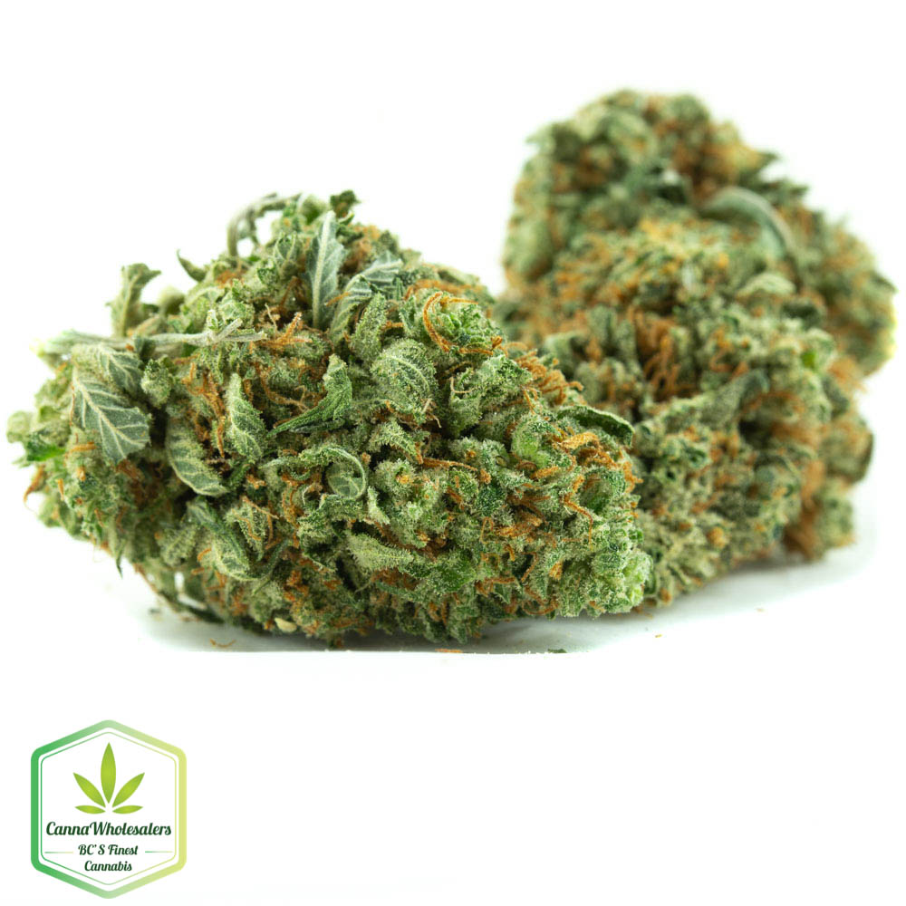 Budget Bulk Cannalope Haze