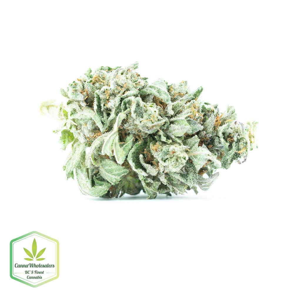 Hash Plant