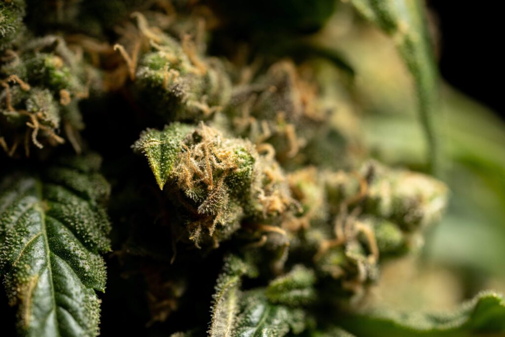 How to Choose an Online Marijuana Dispensary for Buying High-Quality Weed