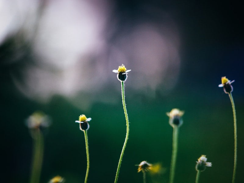 Effective Ways on How to Purchase Weed in Canada