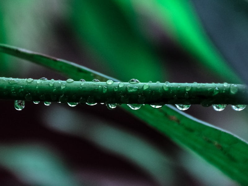 Top 4 Reasons Why You Should Purchase Weed Online