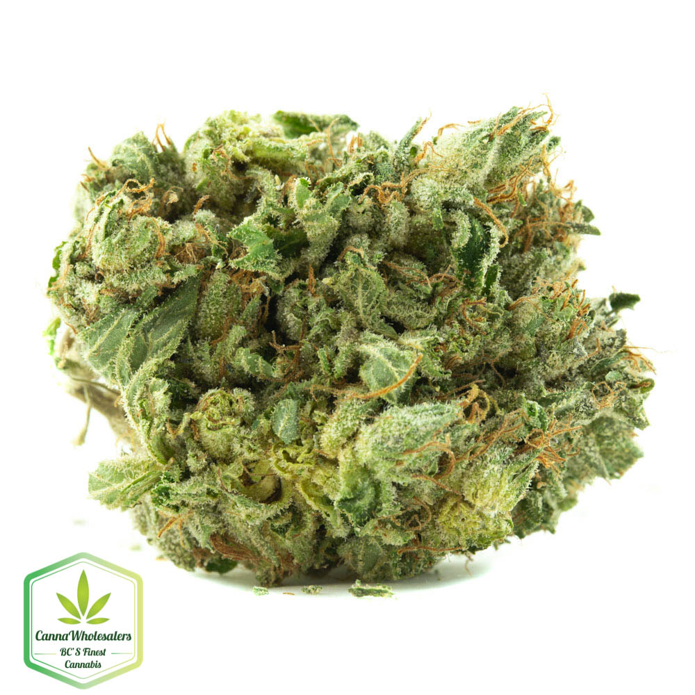 Purple OG Kush