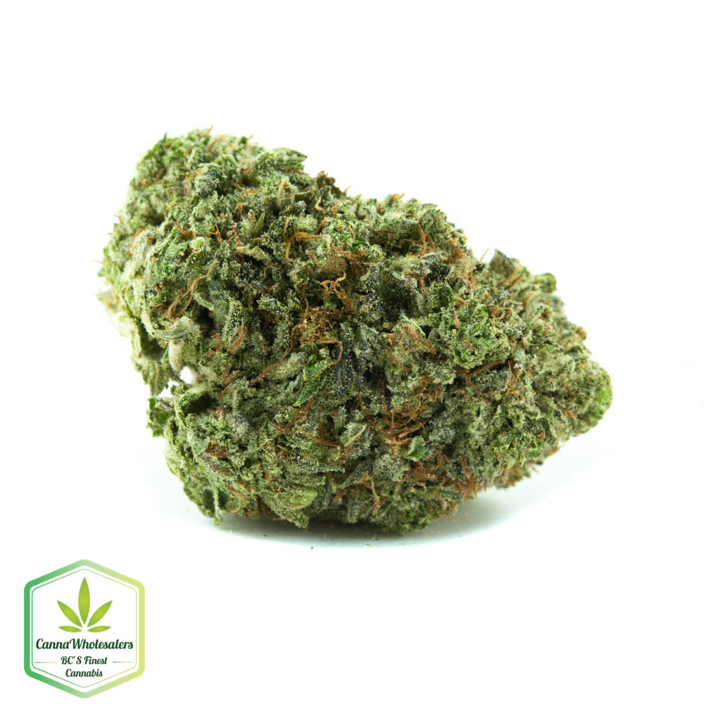 Budget Oz – Sunshine