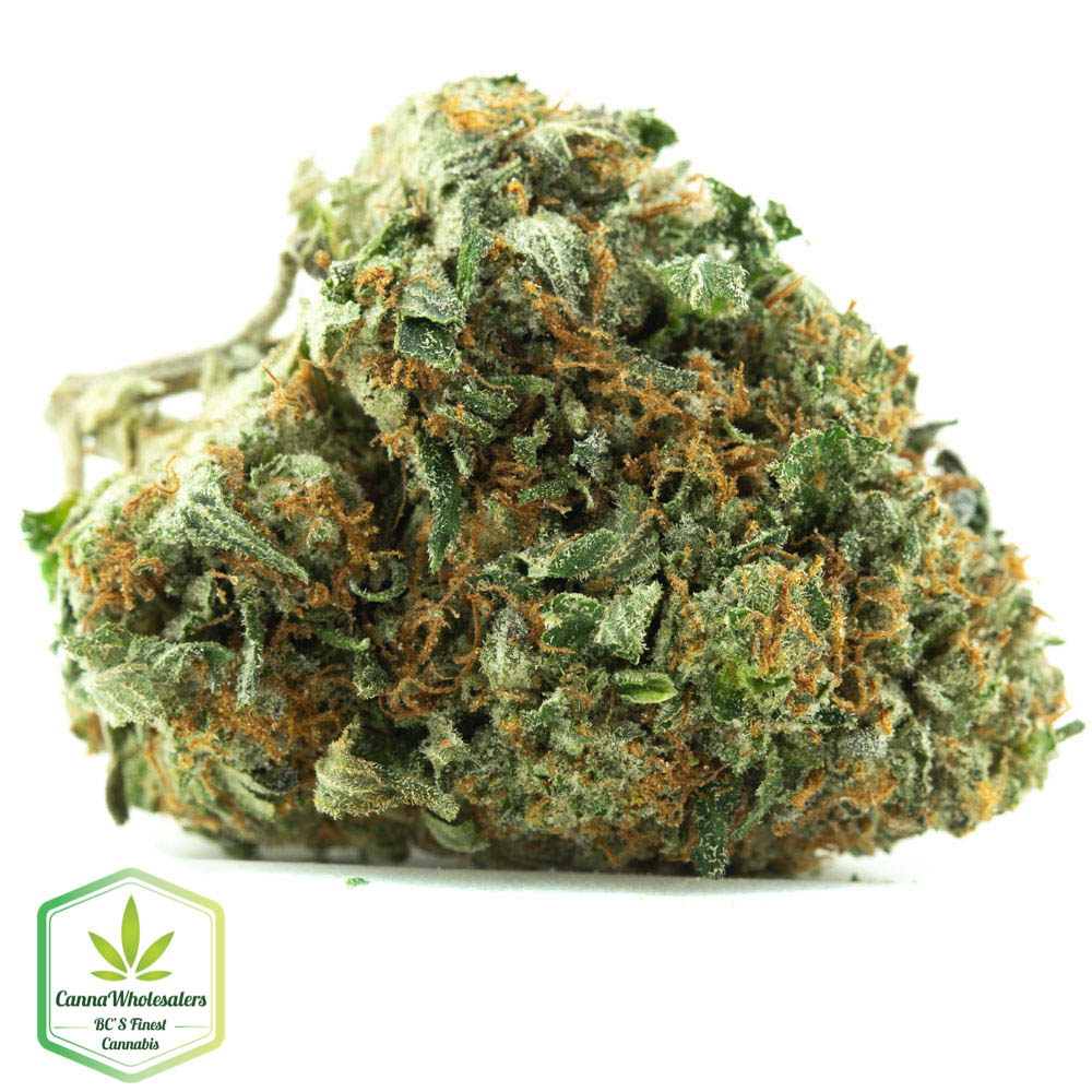 Master Kush
