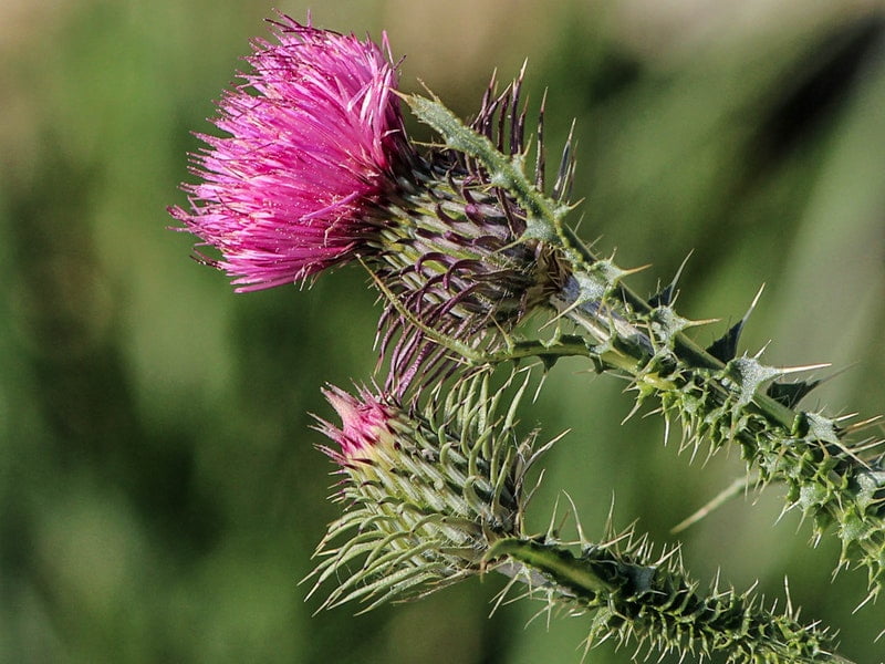 Top 5 Best Weed Marketplaces