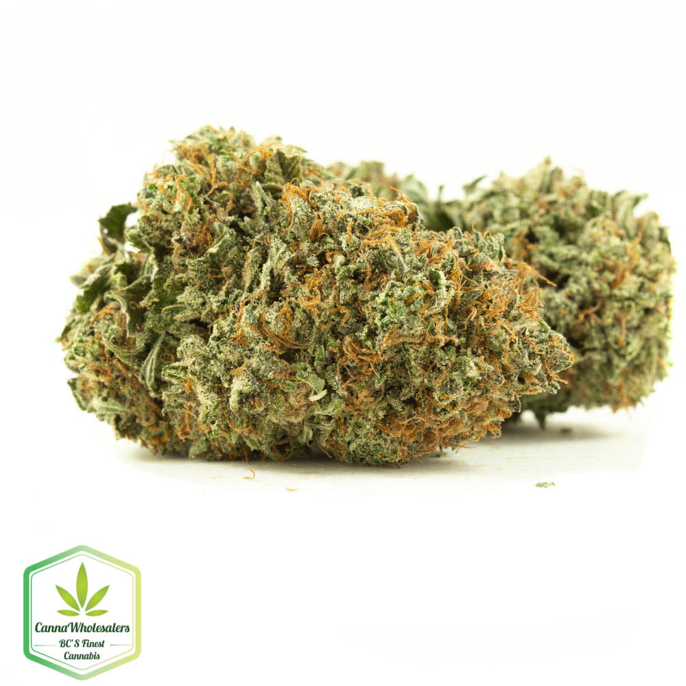 Cannawholesalers – Purple OG Kush