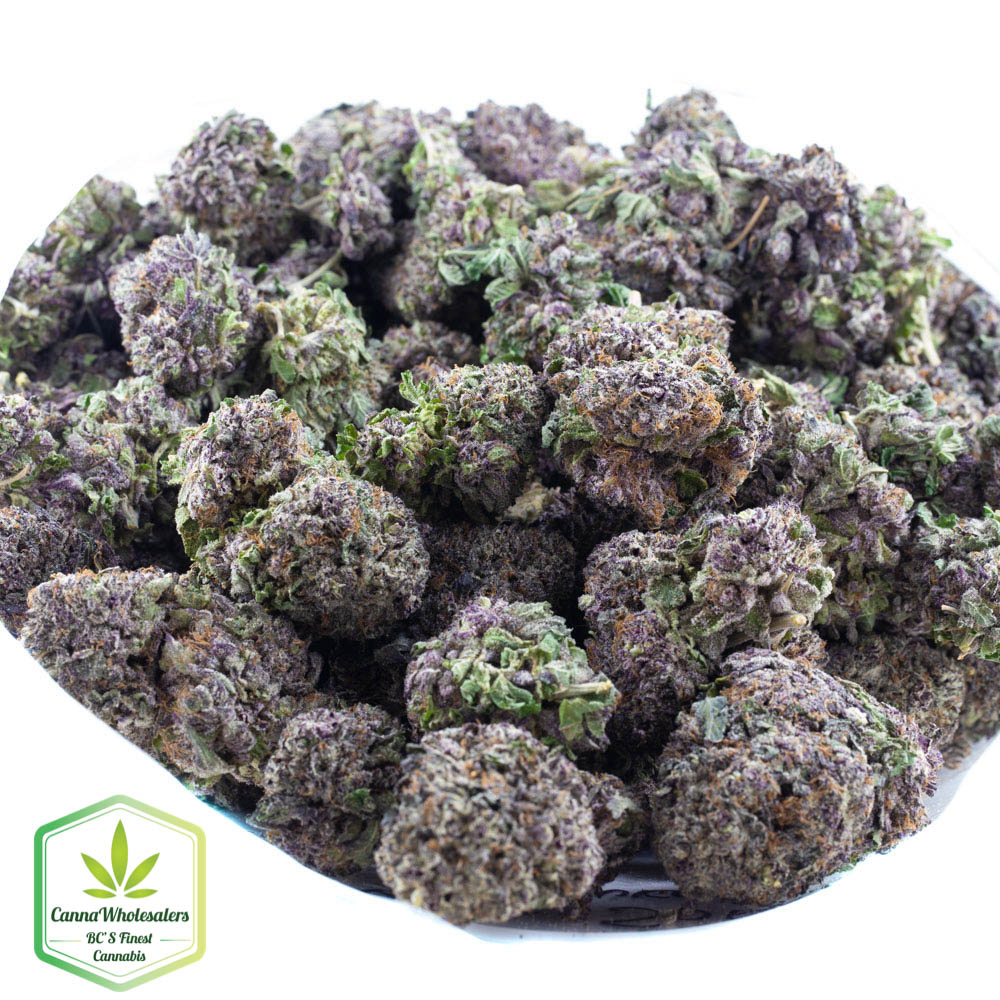 Purple Champagne