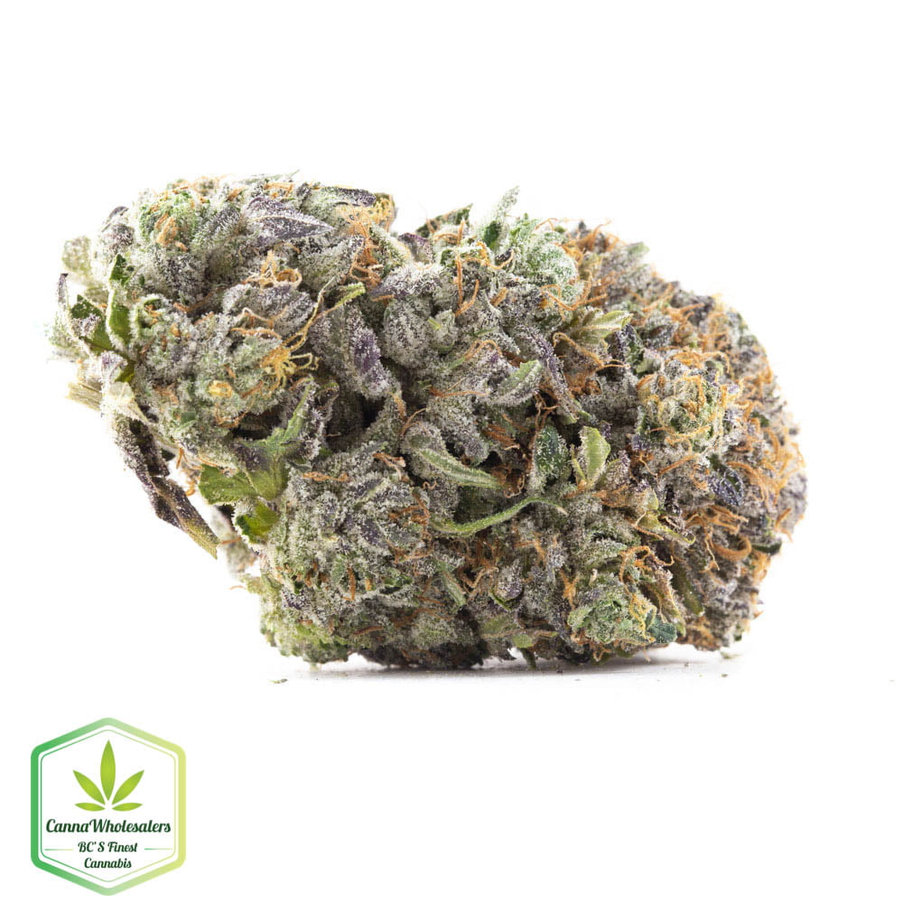 Mk Ultra X Rockstar