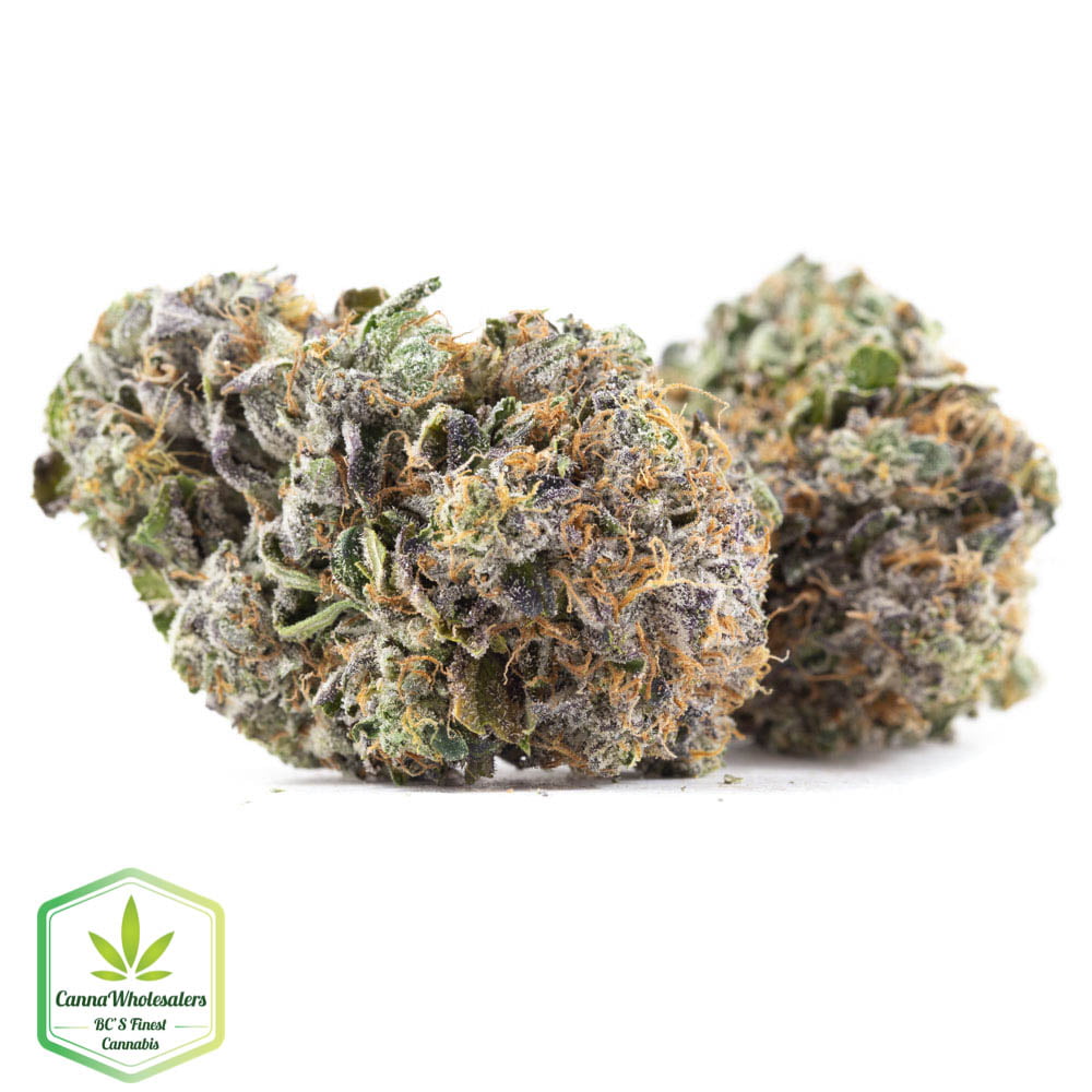 Mk Ultra X Rockstar