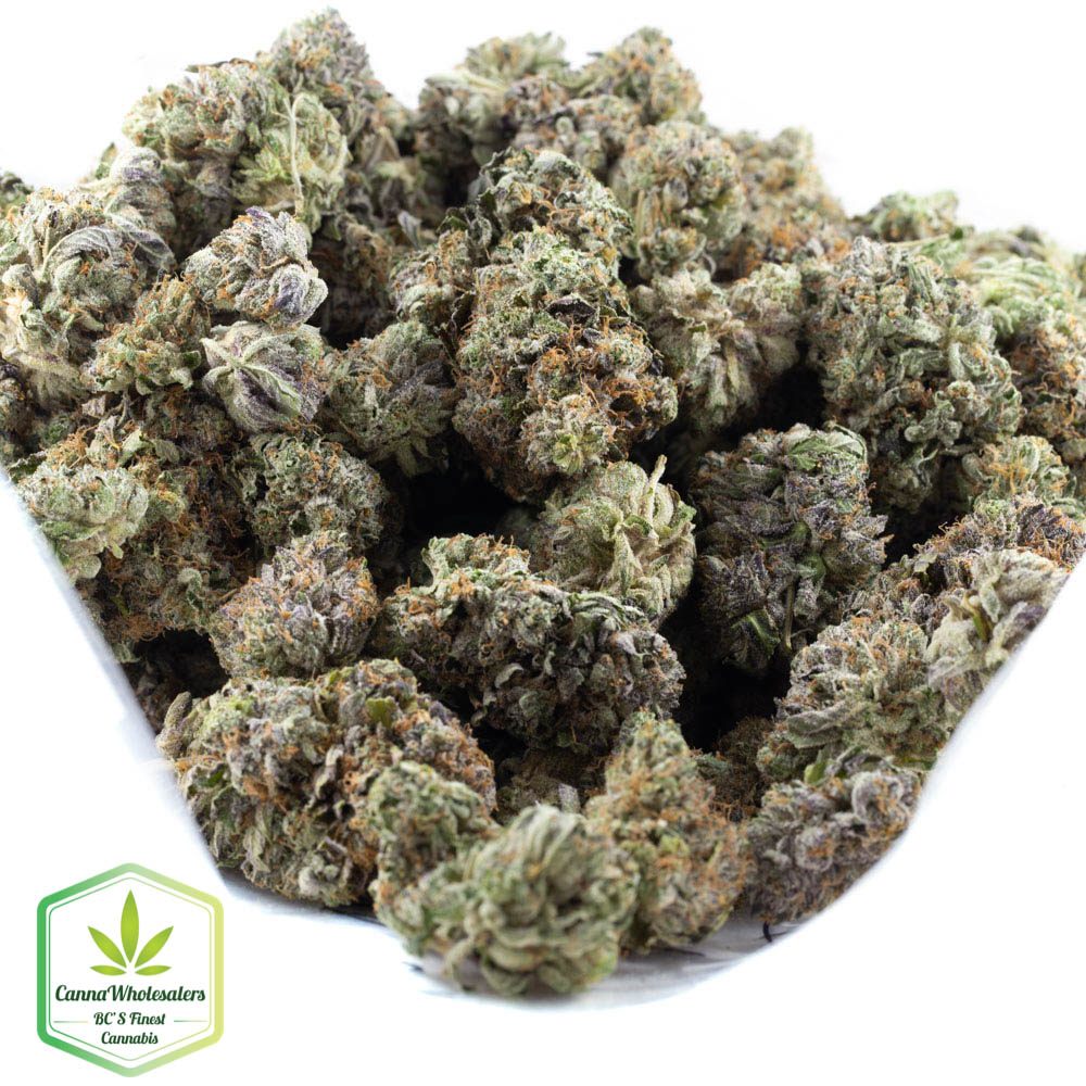 Mk Ultra X Rockstar
