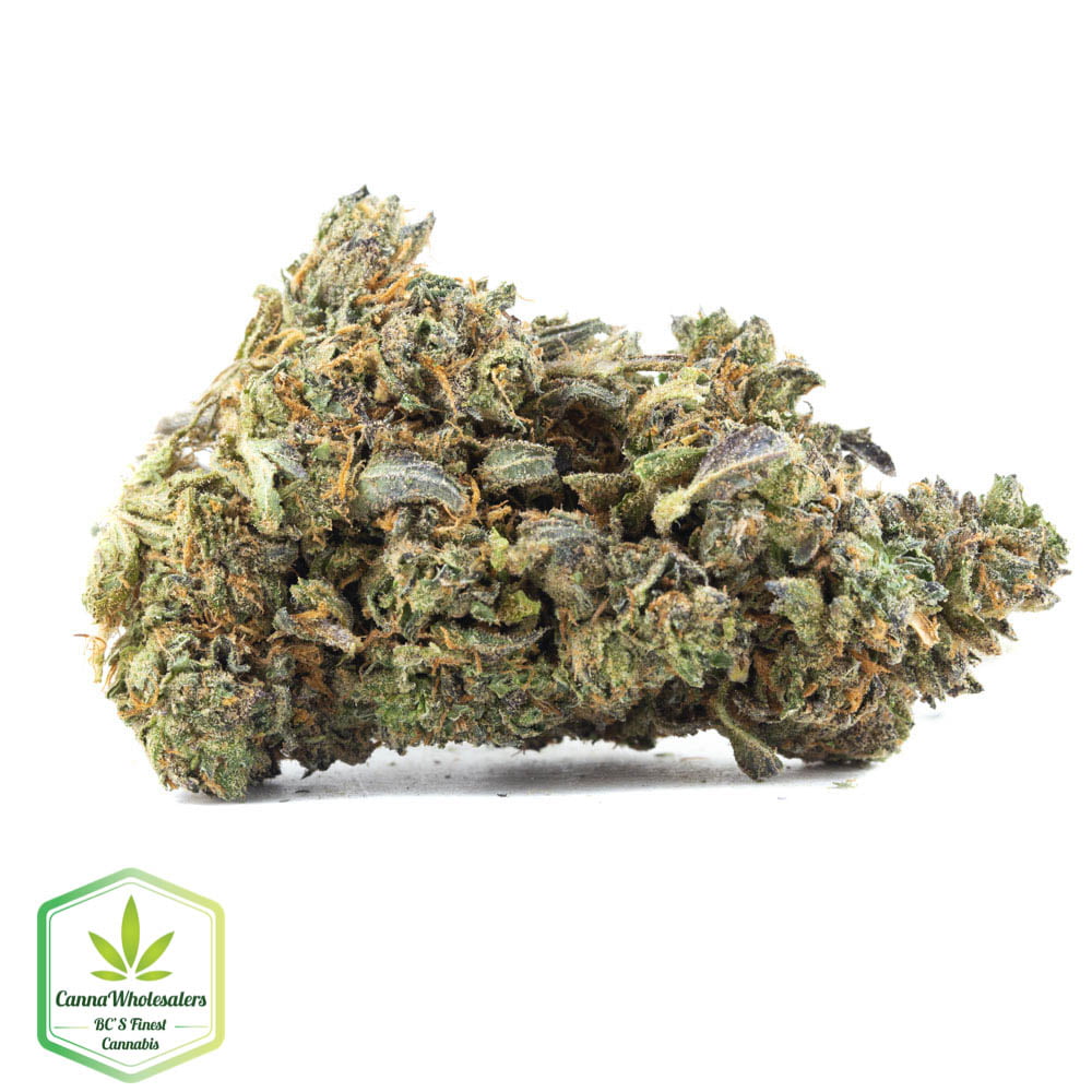 King Tut