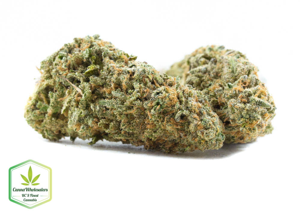 Cannawholesalers – Orange Hill Special