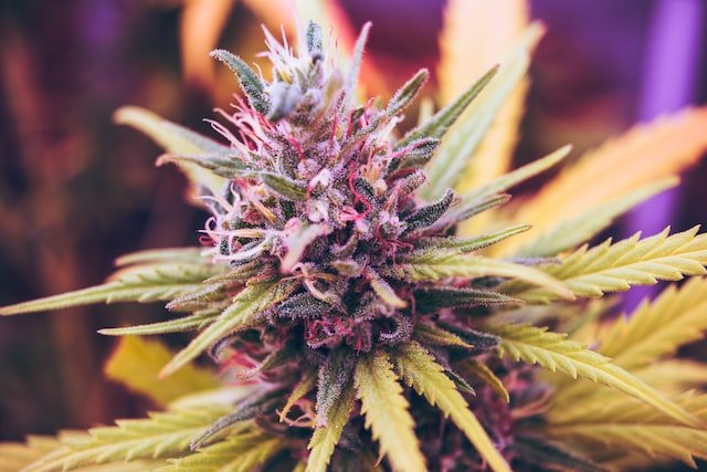 The best or must try cannabis strains/ highest demand strains